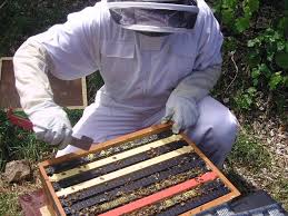 Honey Harvesting (Per Hive)